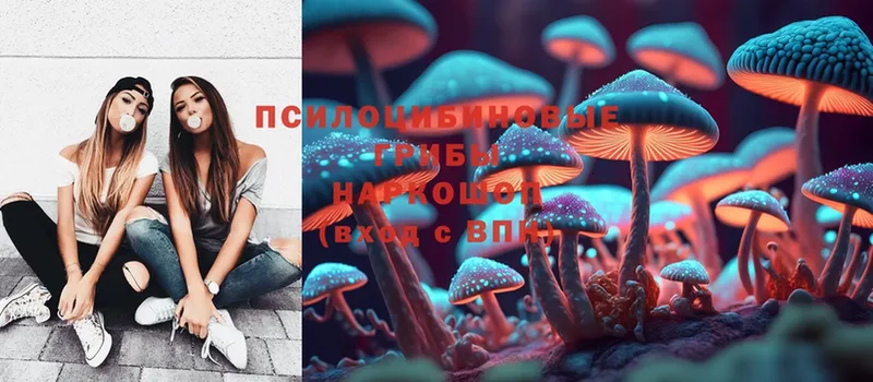 цена   Баймак  Псилоцибиновые грибы Psilocybe 